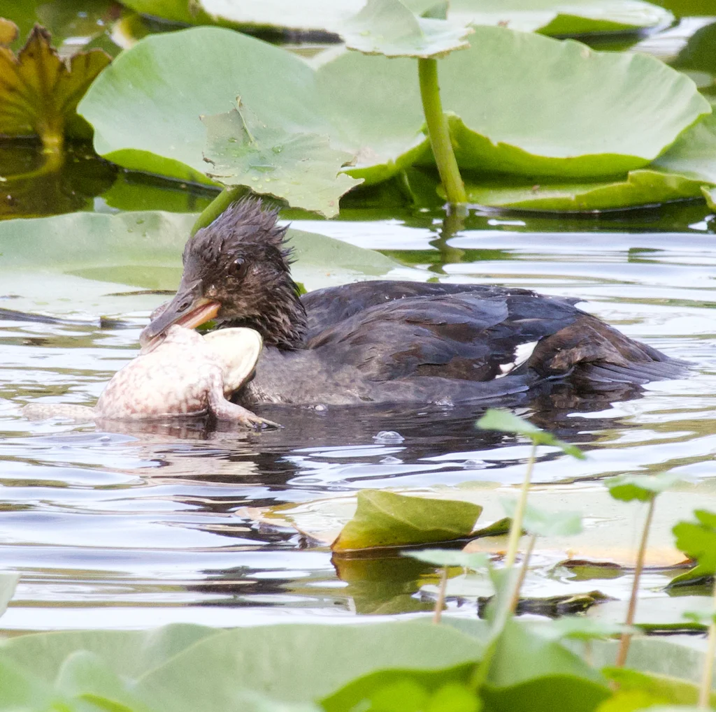棕胁秋沙鸭（Lophodytes cucullatus）