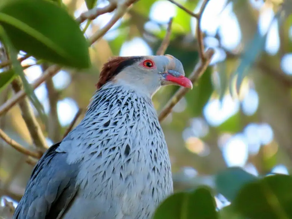 髻鸠(Lopholaimus antarcticus)