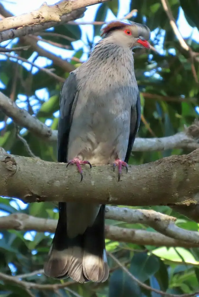髻鸠(Lopholaimus antarcticus)