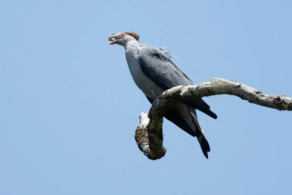 髻鸠(Lopholaimus antarcticus)