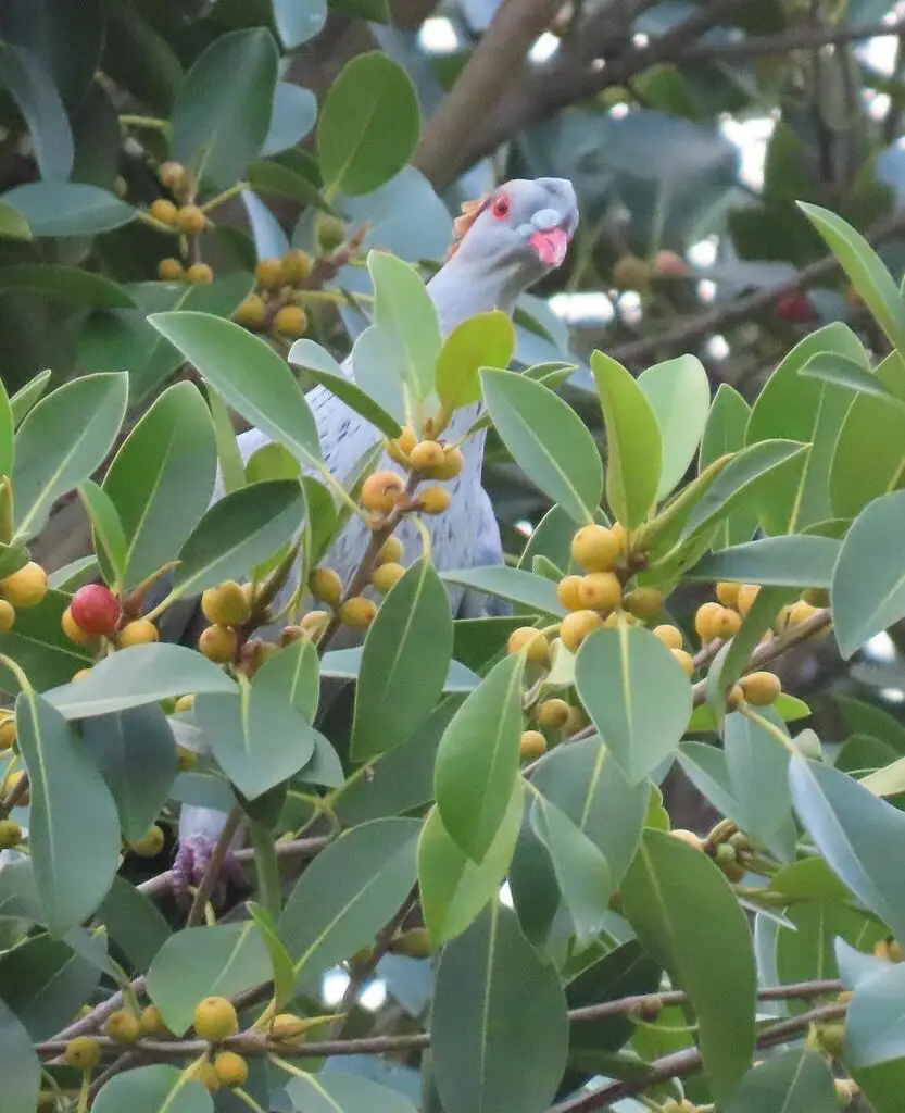 髻鸠(Lopholaimus antarcticus)