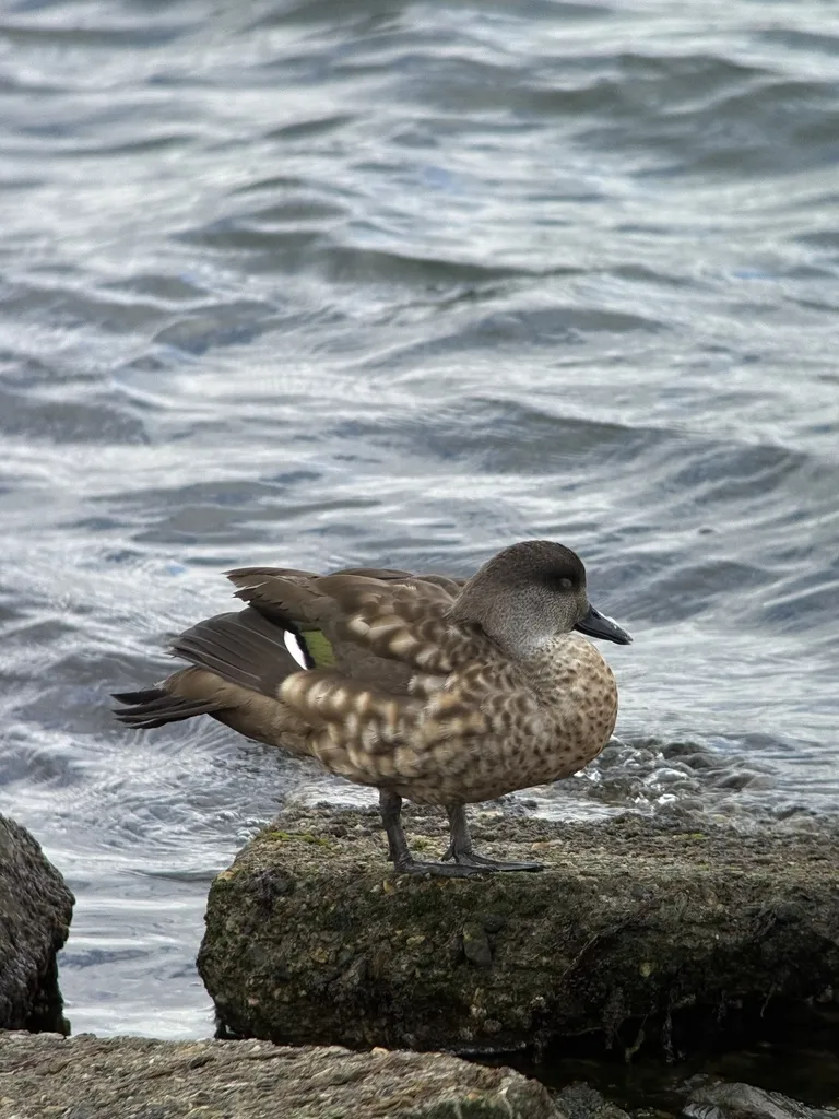 冠鸭(Lophonetta specularioides)