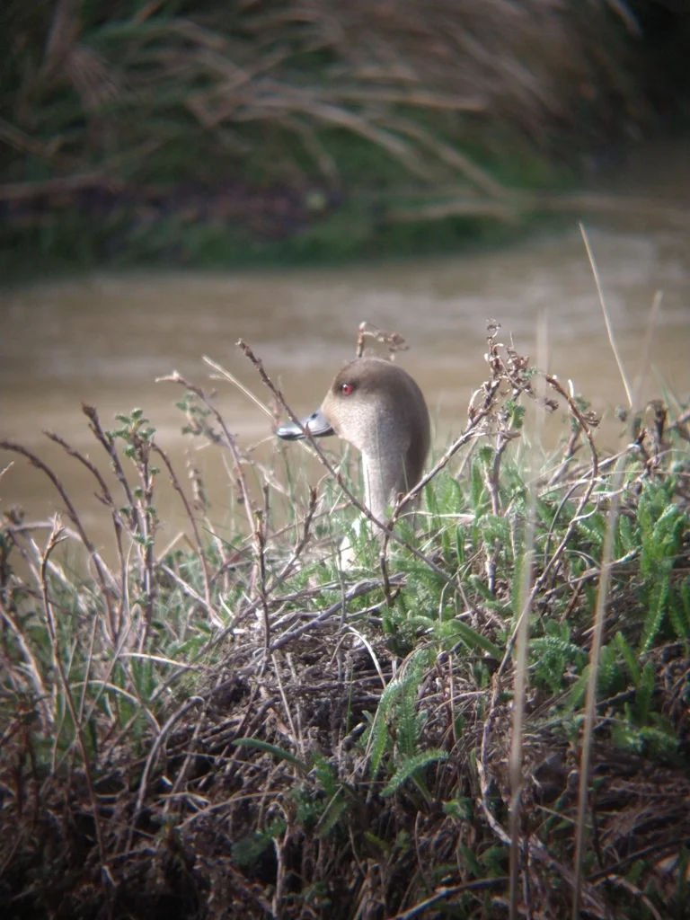 冠鸭(Lophonetta specularioides)