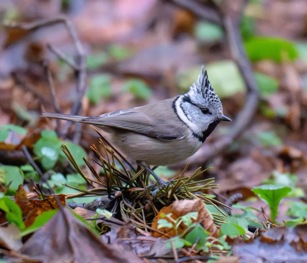 凤头山雀（Lophophanes cristatus）