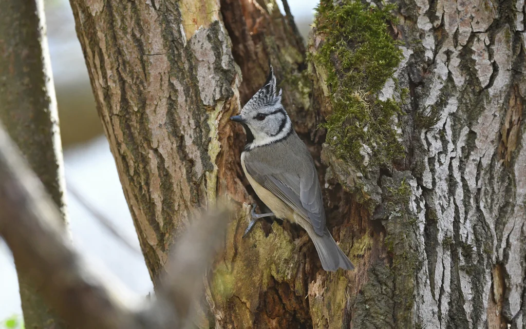 凤头山雀（Lophophanes cristatus）