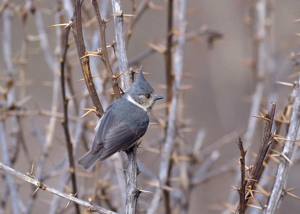 褐冠山雀(Lophophanes dichrous)
