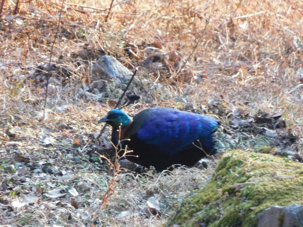 棕尾虹雉(Lophophorus impejanus)