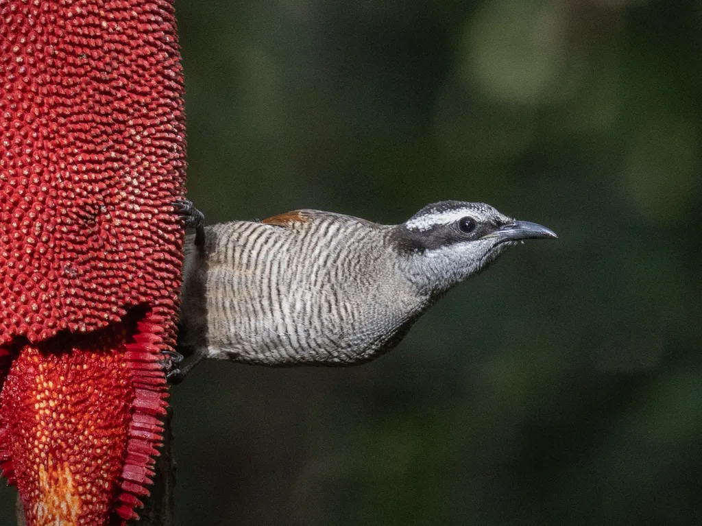 中华美极乐鸟(Lophorina latipennis)
