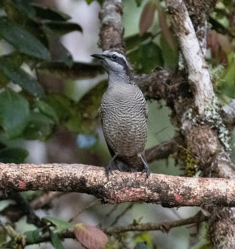 中华美极乐鸟(Lophorina latipennis)