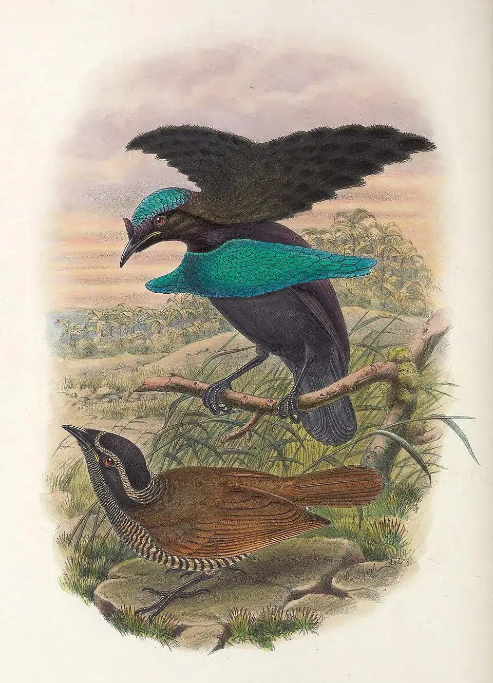 小华美极乐鸟(Lophorina minor)