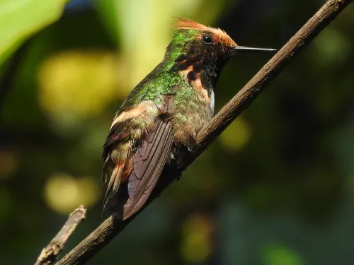 短冠蜂鸟(Lophornis brachylophus)