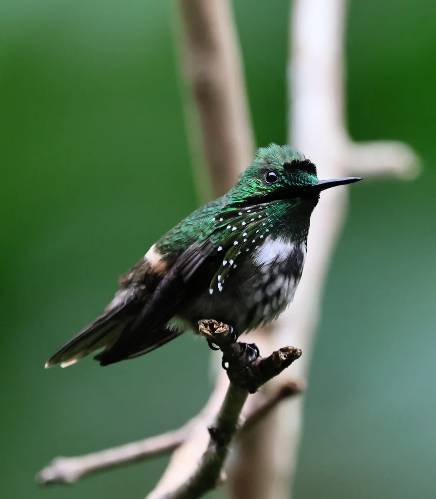 极乐冠蜂鸟(Lophornis chalybeus)