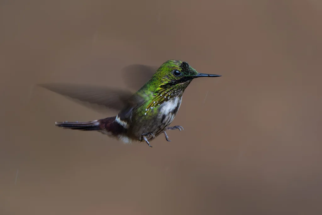 极乐冠蜂鸟(Lophornis chalybeus)