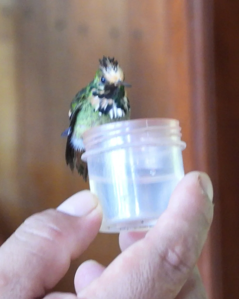 棕冠蜂鸟(Lophornis delattrei)