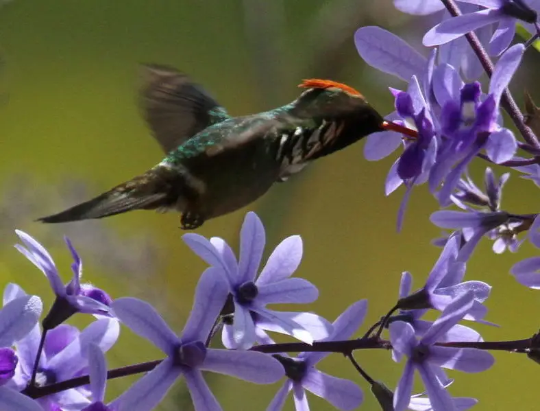 斑耳冠蜂鸟(Lophornis gouldii)