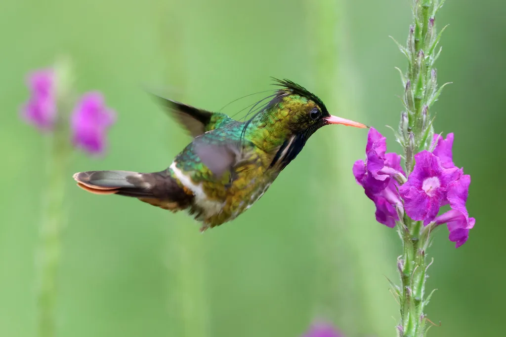 黑冠蜂鸟(Lophornis helenae)