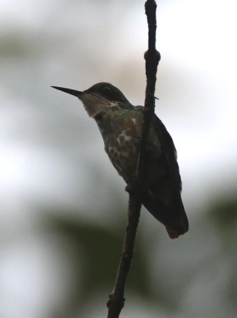 黑冠蜂鸟(Lophornis helenae)