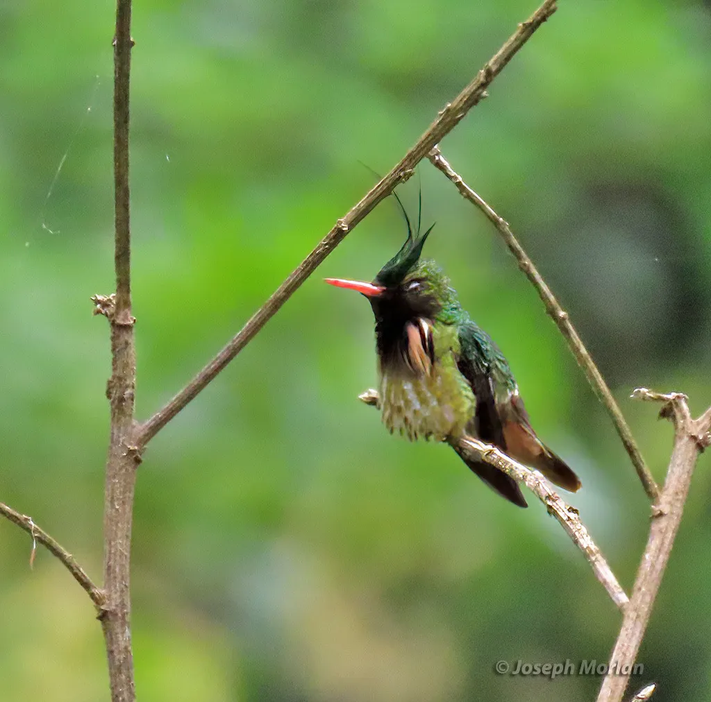 黑冠蜂鸟(Lophornis helenae)