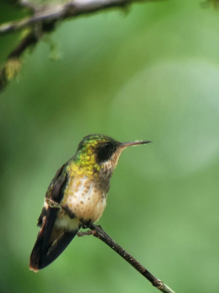 黑冠蜂鸟(Lophornis helenae)