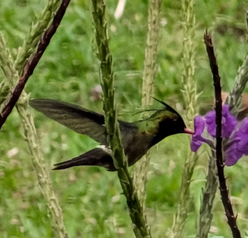 黑冠蜂鸟(Lophornis helenae)