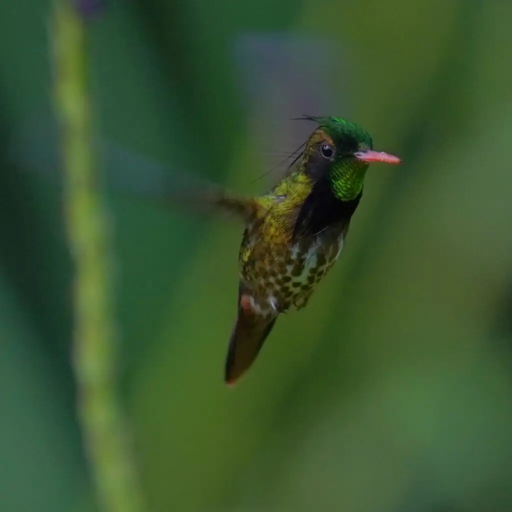 黑冠蜂鸟(Lophornis helenae)