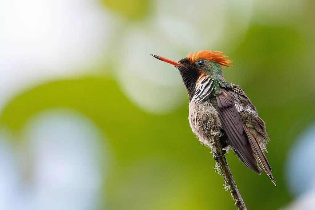纹颈冠蜂鸟(Lophornis magnificus)