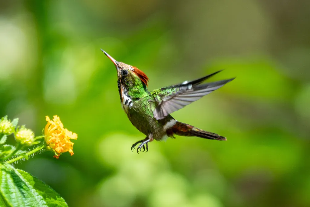 纹颈冠蜂鸟(Lophornis magnificus)