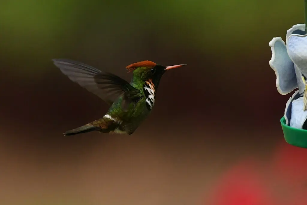 纹颈冠蜂鸟(Lophornis magnificus)