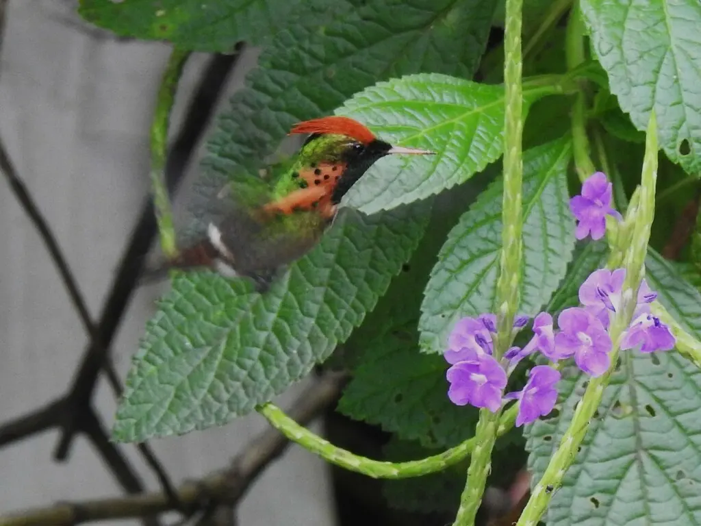 缨冠蜂鸟（Lophornis ornatus）