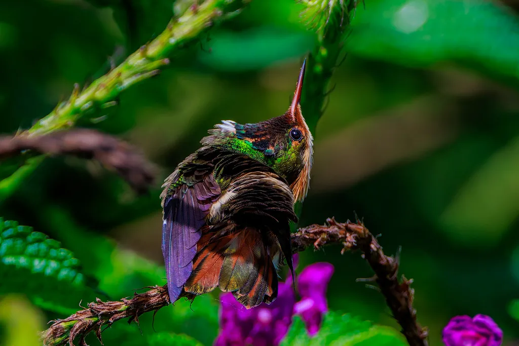 斑冠蜂鸟(Lophornis stictolophus)