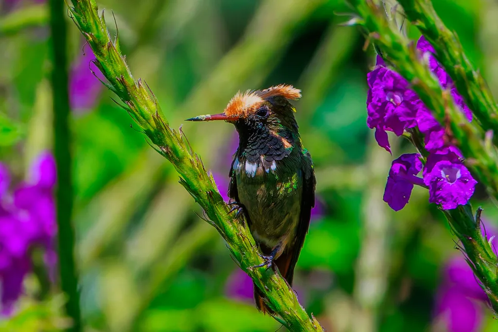 斑冠蜂鸟(Lophornis stictolophus)