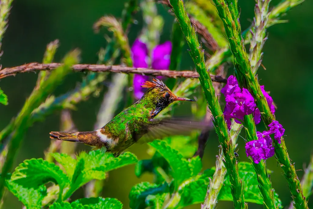 斑冠蜂鸟(Lophornis stictolophus)