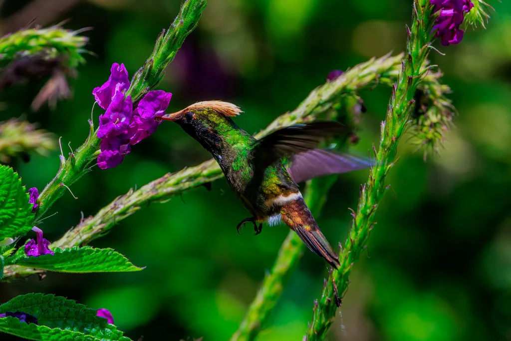 斑冠蜂鸟(Lophornis stictolophus)