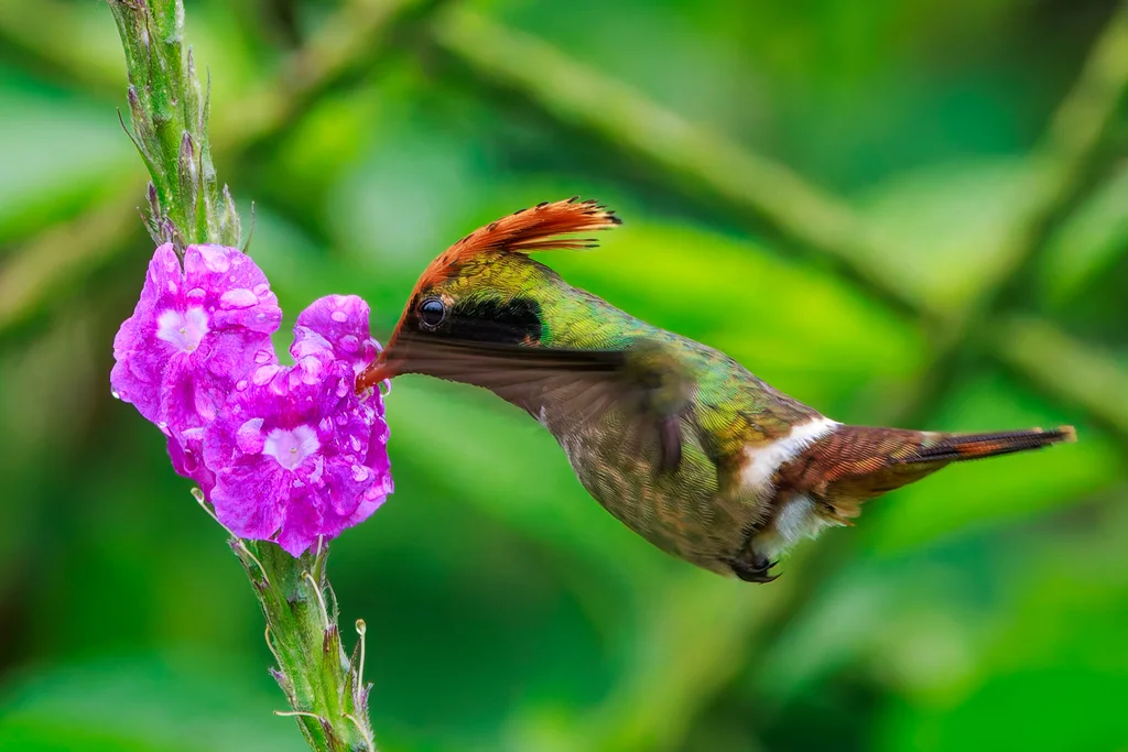 斑冠蜂鸟(Lophornis stictolophus)