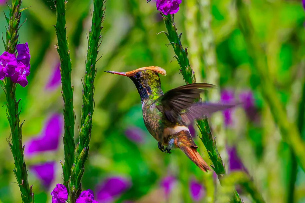 斑冠蜂鸟(Lophornis stictolophus)