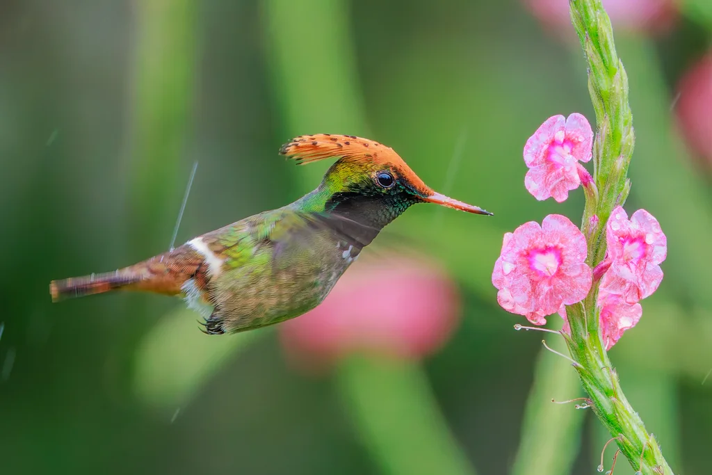 斑冠蜂鸟(Lophornis stictolophus)