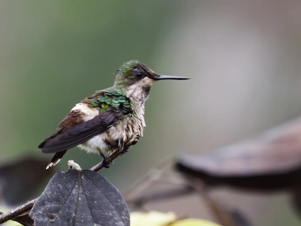 蝴蝶冠蜂鸟（Lophornis verreauxii）