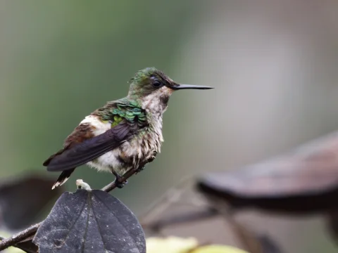 蝴蝶冠蜂鸟