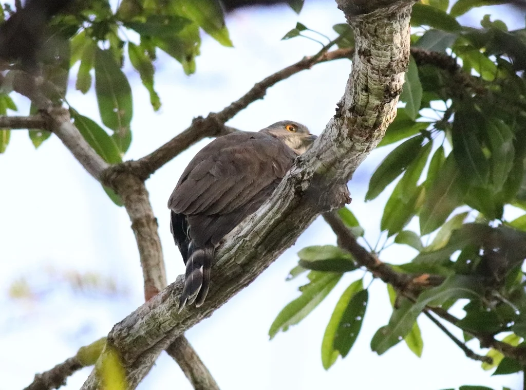 凤头鹰(Lophospiza trivirgata)