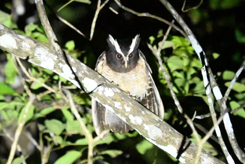冠鸮(Lophostrix cristata)