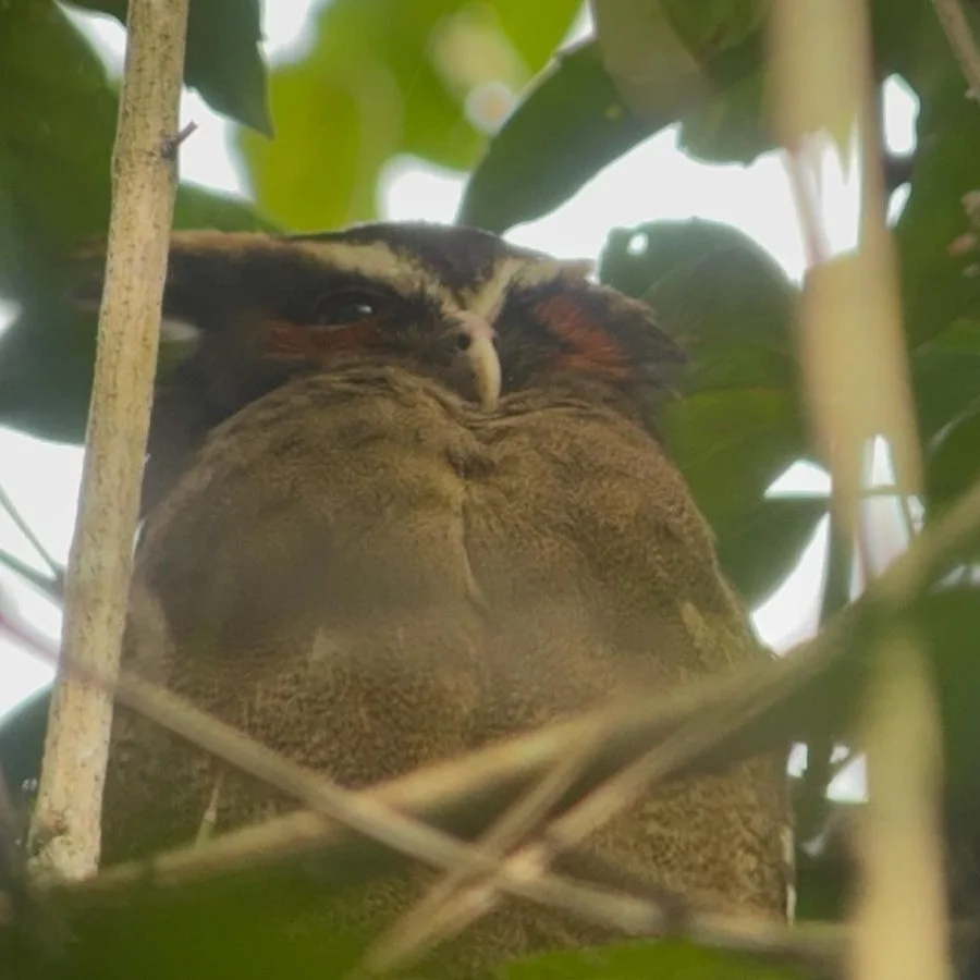 冠鸮(Lophostrix cristata)