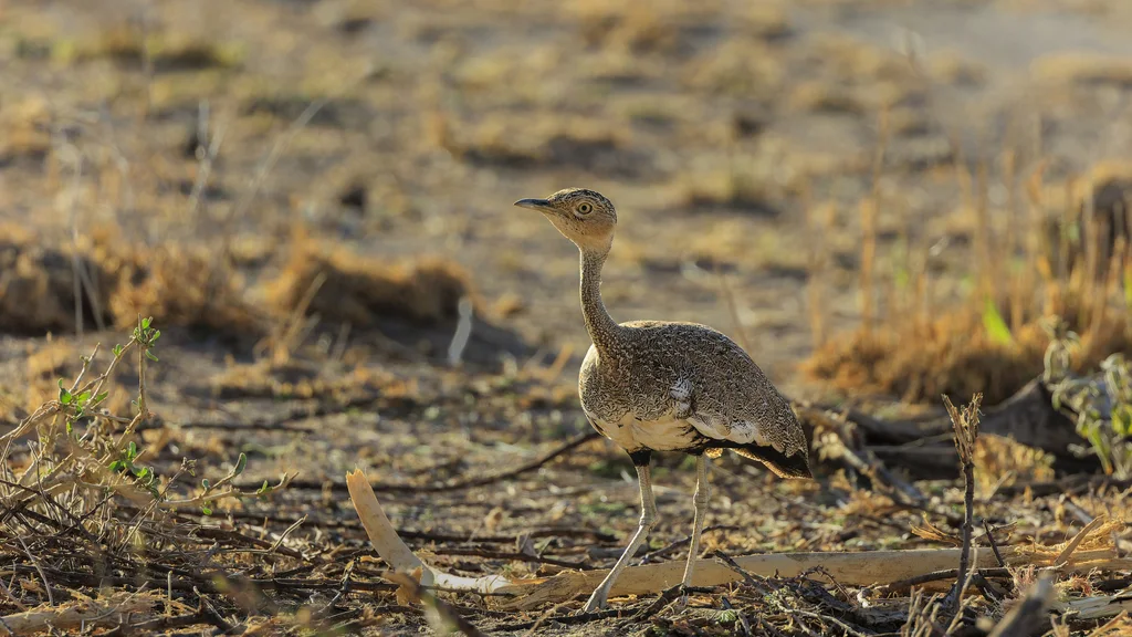 黄冠鸨（Lophotis gindiana）