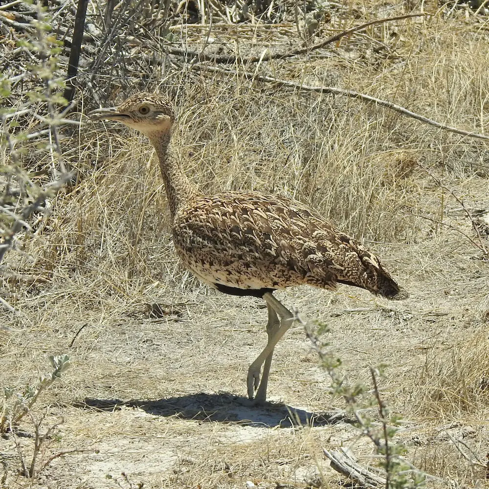 红冠鸨(Lophotis ruficrista)