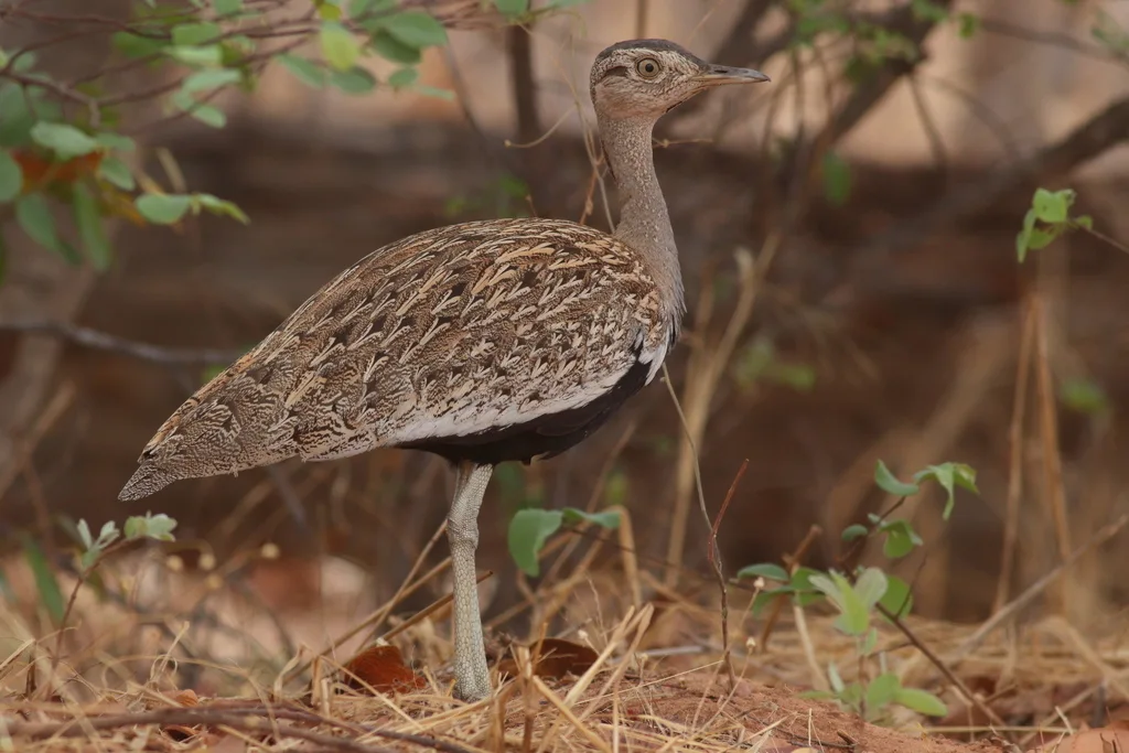 红冠鸨(Lophotis ruficrista)