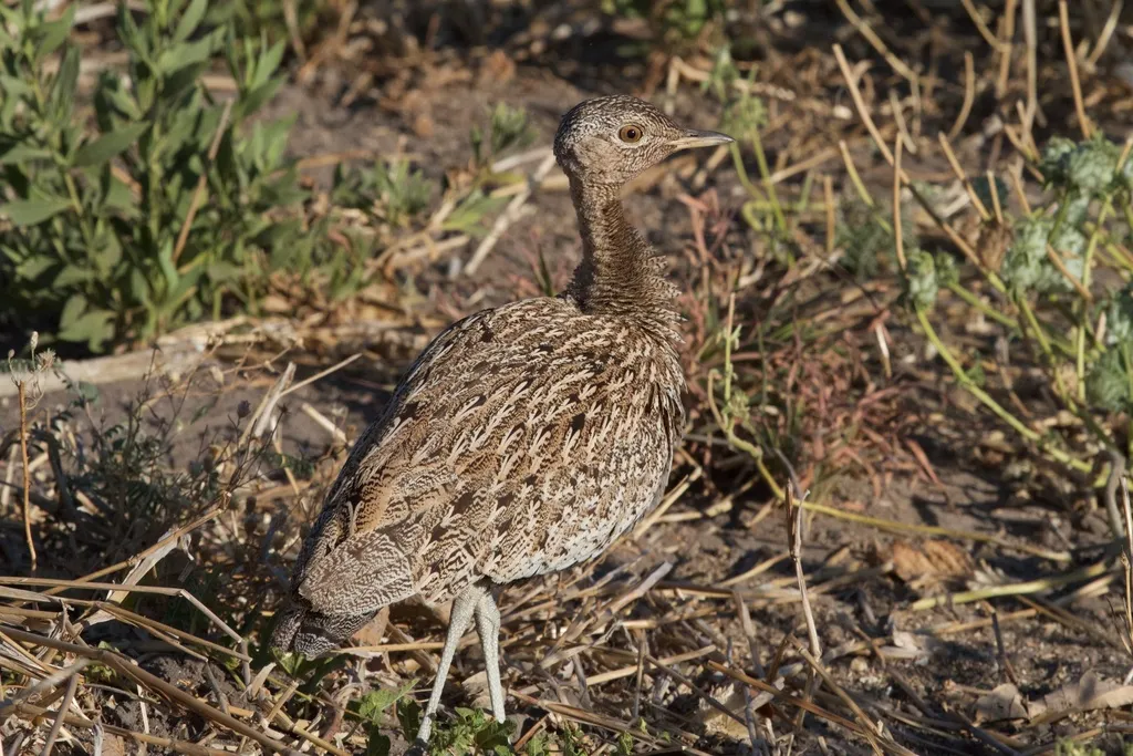 红冠鸨(Lophotis ruficrista)