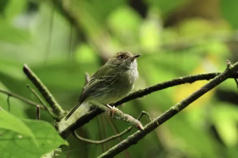 鳞冠侏霸鹟