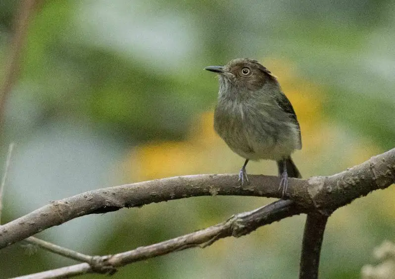 鳞冠侏霸鹟(Lophotriccus pileatus)