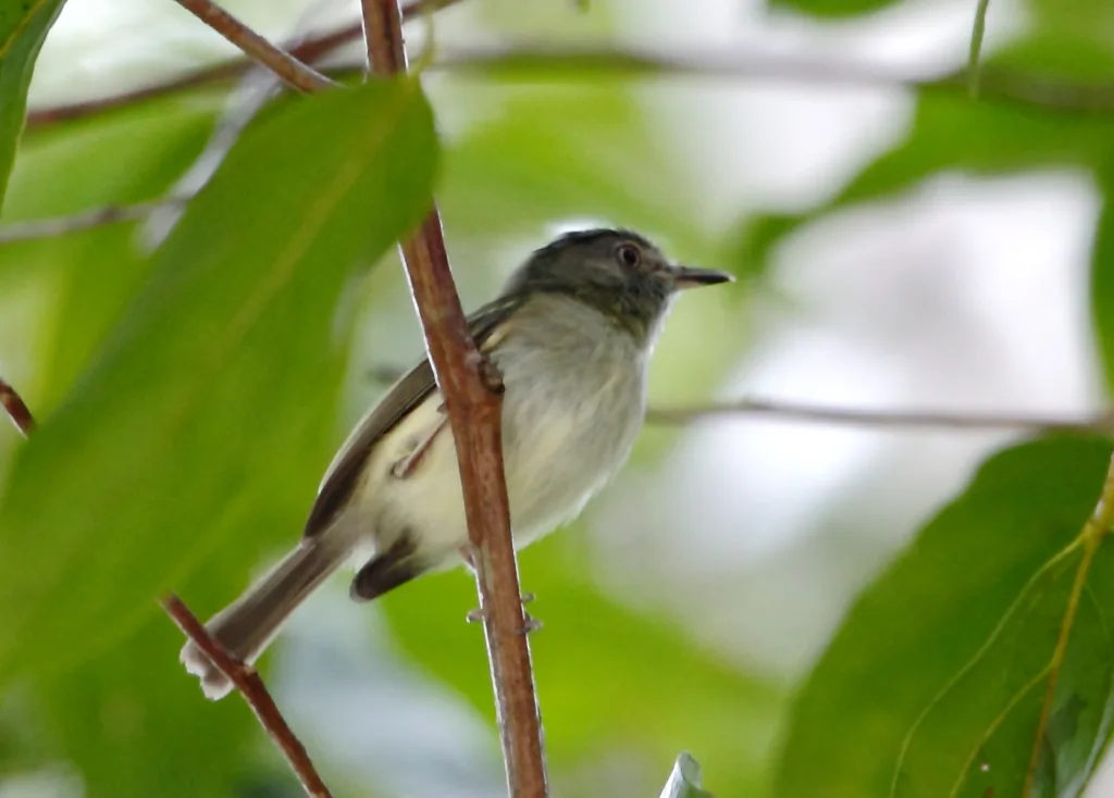 双斑侏霸鹟(Lophotriccus vitiosus)
