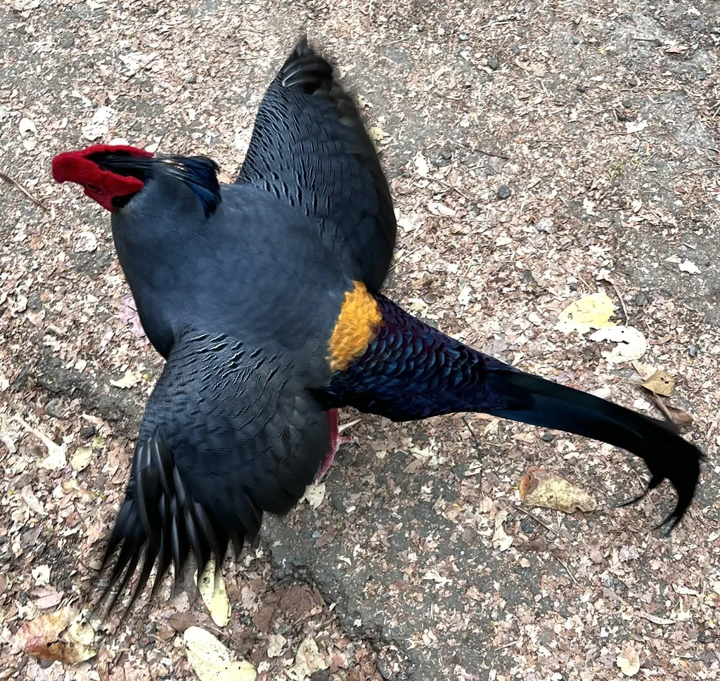 戴氏火背鹇（Lophura diardi）