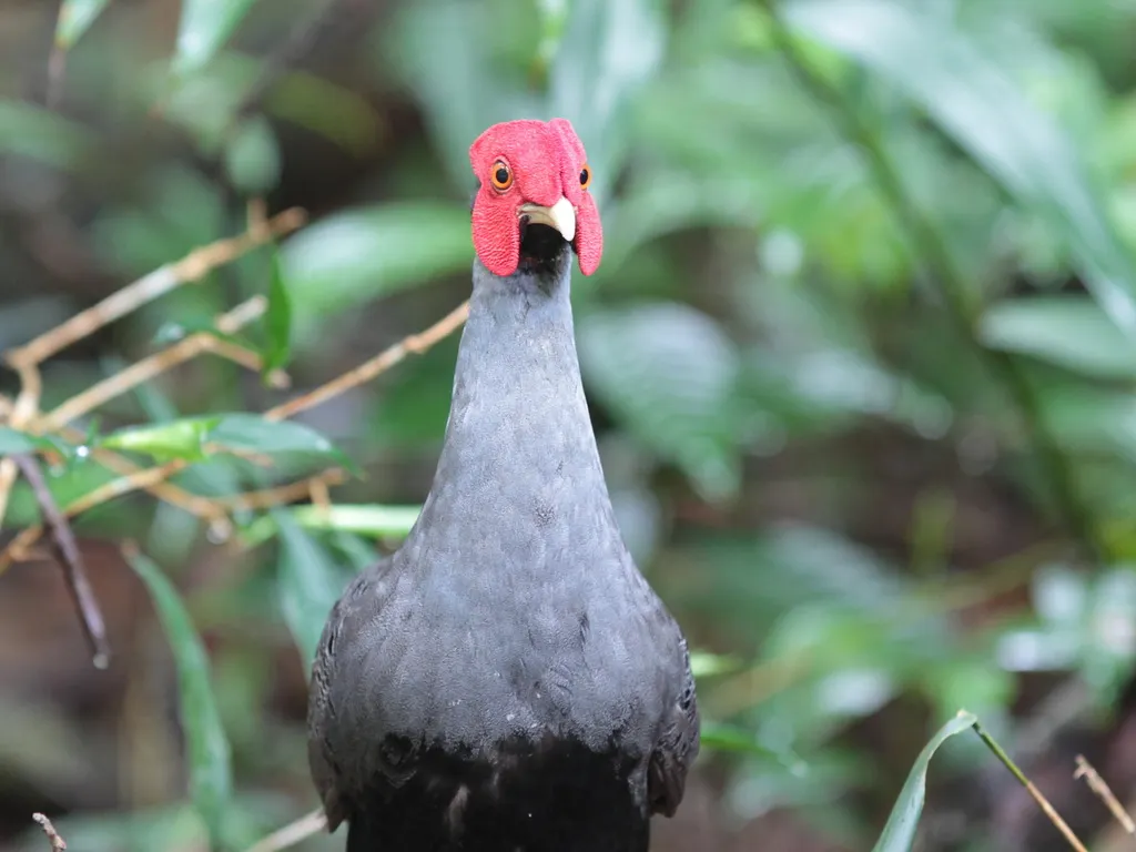 戴氏火背鹇（Lophura diardi）